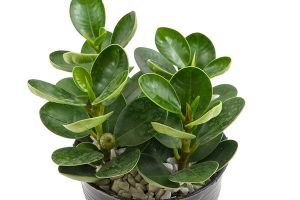 Is rubber plant cheap toxic to dogs