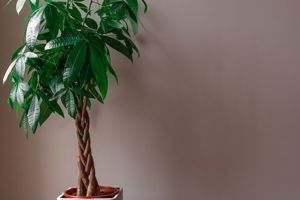 Money tree plant toxic sales to dogs