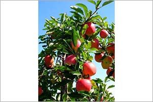 apple seeds poisonous for dogs