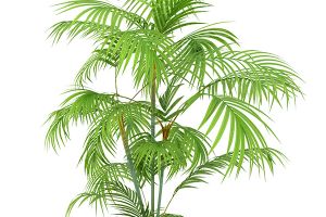 Areca palm and on sale cats