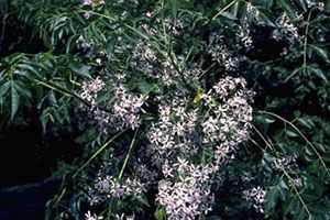 Are cedar trees store poisonous to dogs