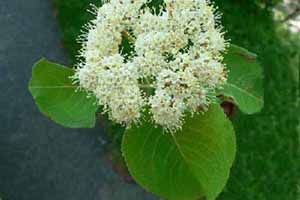 viburnum poisonous to dogs