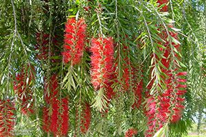 Is bottlebrush poisonous cheap to dogs