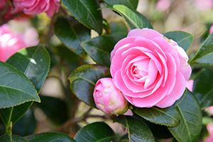 camellia poisonous to dogs