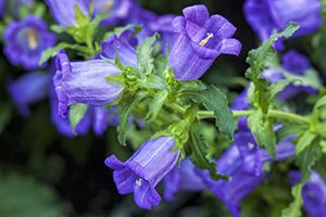 Campanula toxic sales to dogs