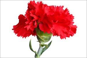 dianthus poisonous to dogs