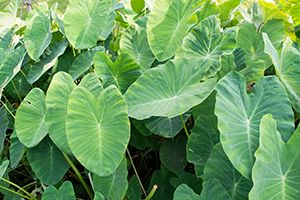 are elephant ears safe for dogs