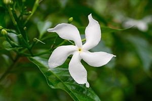 is confederate jasmine poisonous to dogs