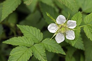 Is Creeping Rubus Or Creeping Raspberry Toxic for Cats? 