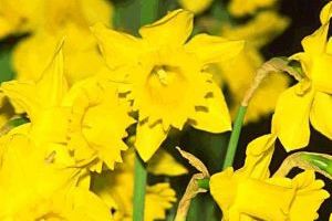 Daffodil bulbs hot sale poisonous to dogs