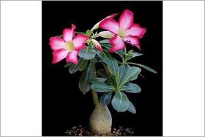 Are desert roses poisonous sales to dogs