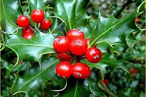 are holly berries poisonous to cats and dogs