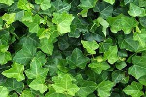 Is poison ivy sales harmful to dogs