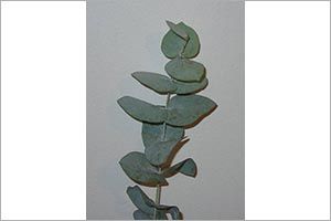 is eucalyptus plant safe for dogs