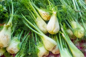 Fennel