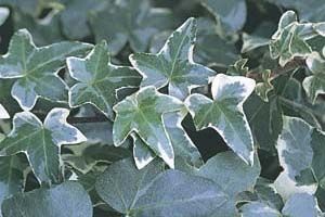 is english ivy poisonous to dogs