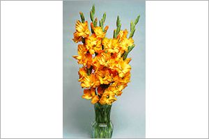 are gladiolus toxic to cats and dogs