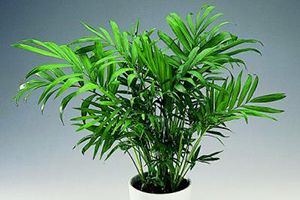 are cat palm plants poisonous to dogs