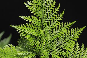 Are ferns toxic for hot sale dogs