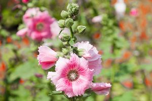 Is hollyhock poisonous sales to dogs