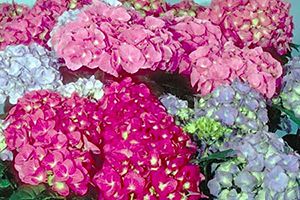 is a hydrangea poisonous to dogs