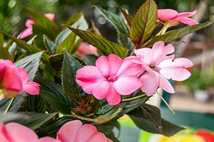 are new guinea impatiens safe for dogs