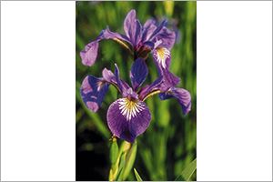 Are iris flowers hot sale poisonous to dogs