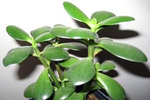 Jade plant cats