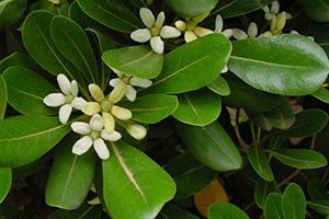 is mock orange poisonous to dogs