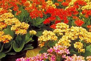 are kalanchoe plants poisonous to dogs and cats