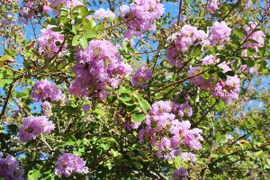 Crepe myrtle poisonous sales to dogs