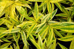 Dracaena aspca sale