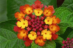 Are lantana poisonous cheap to dogs