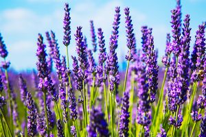 is lavender plants poisonous to dogs