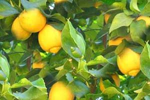 Lemon tree and cats sale