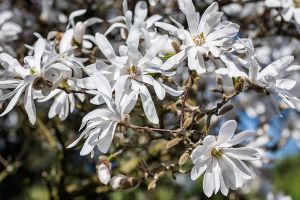 Are magnolia trees poisonous sales to dogs