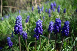 Are hyacinths store poisonous to dogs