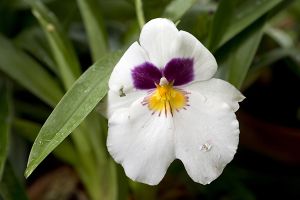 pansies poisonous to dogs