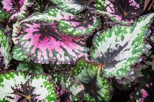 Is Peace Begonia Toxic to Cats? 