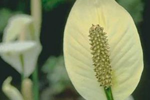 peace lily bad for cats