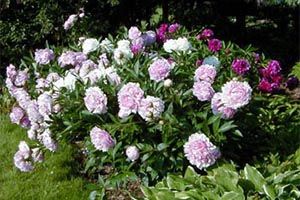 are peonies deadly to dogs and cats