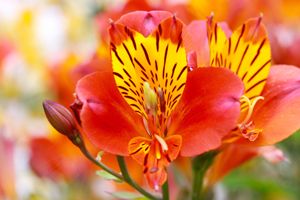 Are alstroemeria toxic cheap to dogs