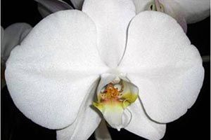 Orchids toxic to deals cats