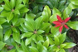 Bright Red New Leaves And White Flowers Of The Evergreen Pieris