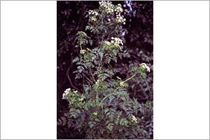 Is fashion hemlock poisonous to dogs