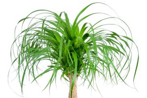 is ponytail palm toxic to dogs