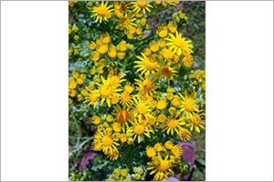 ragwort