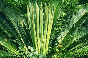 Sago store palm toxicity