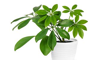 umbrella plant poisonous to dogs