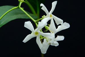 is confederate jasmine poisonous to dogs
